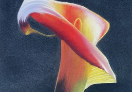 Calla<br>
18 x 24 cm - pastel on paper