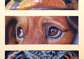 Animal eyes<br>
18 x 24 cm - pastel on paper